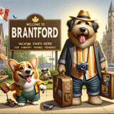 dog boarding Brantford