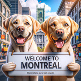 WoofConnect dog boarding Montreal